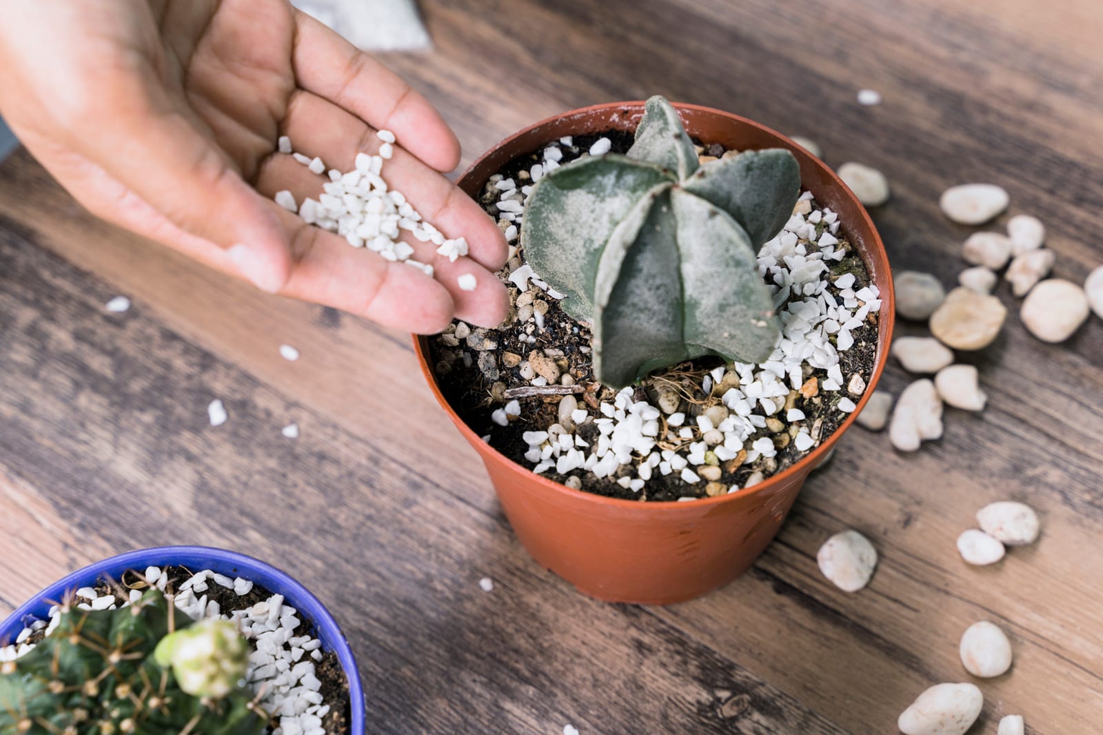 Terrário de Mesa Pequeno, peça do ateliê Nano Hub