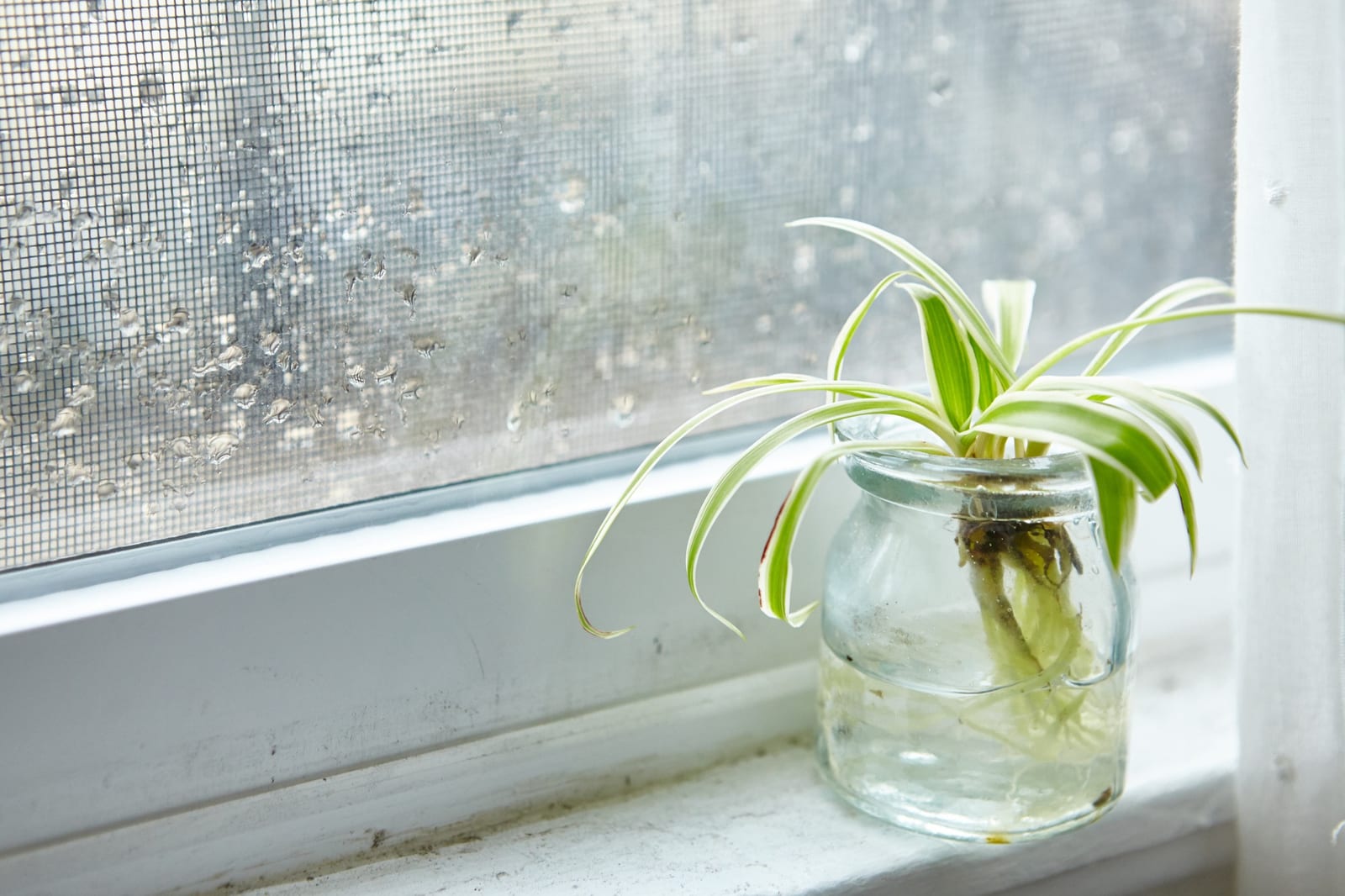 Terrário de Vidro Fechado — Médio no catálogo da Nano Hub