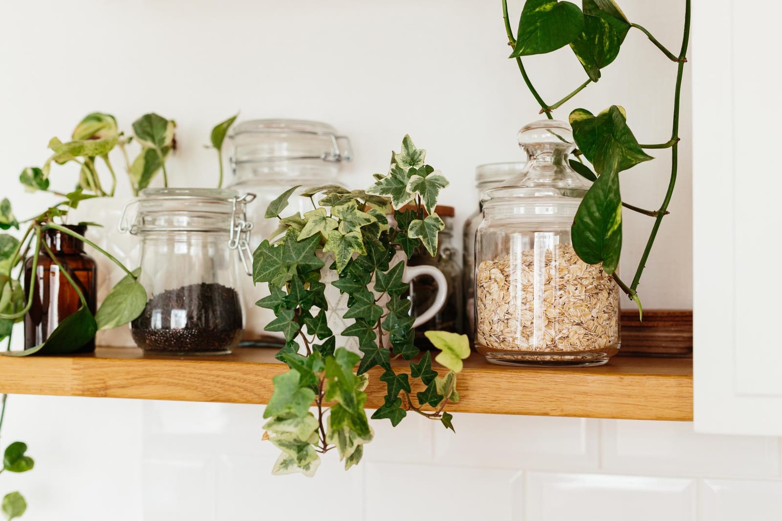 Consultoria para Plantas de Interior no catálogo da Nano Hub